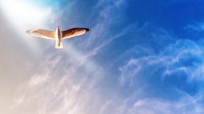 自殺を考える鬱（ウツ）の日々から抜け出して【幸福の科学 信仰体験】